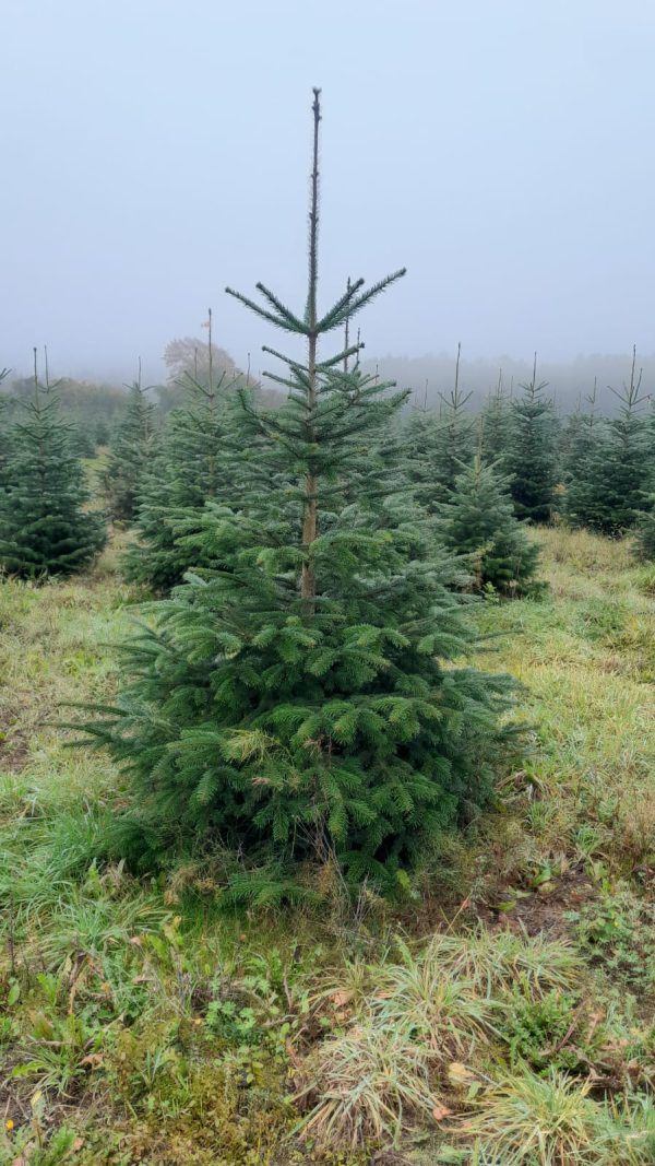 Sapin Nordmann