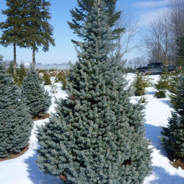 Sapin LASIOCARPA